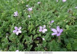 Attēlu rezultāti vaicājumam “Erodium cicutarium flower”