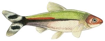 Image result for Microgadus tomcod