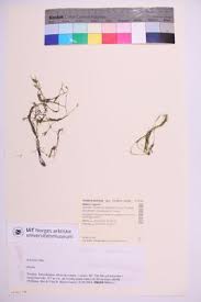 Attēlu rezultāti vaicājumam “Nitella flexilis”