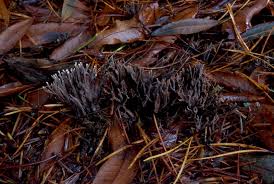 Attēlu rezultāti vaicājumam “Thelephora palmata”