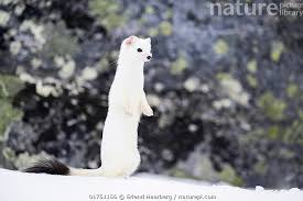 Attēlu rezultāti vaicājumam “Mustela erminea”