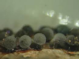 Attēlu rezultāti vaicājumam “Lamproderma violaceum”