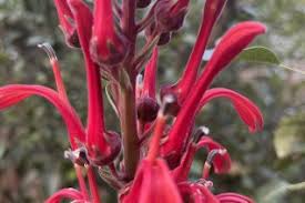 Attēlu rezultāti vaicājumam “Lobeliaceae”