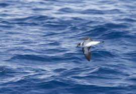 Image result for Pterodroma hasitata