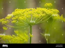 Attēlu rezultāti vaicājumam “Anethum graveolens flower”