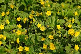 Attēlu rezultāti vaicājumam “Waldsteinia geoides”