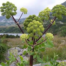 Attēlu rezultāti vaicājumam “Angelica archangelica fruit”