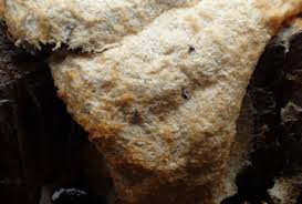 Attēlu rezultāti vaicājumam “Fuligo luteonitens”