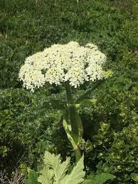 Attēlu rezultāti vaicājumam “Heracleum sphondylium subsp. sibiricum fruit”
