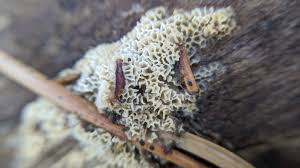 Attēlu rezultāti vaicājumam “Antrodia malicola”