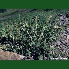 Attēlu rezultāti vaicājumam “Chenopodium bonus-henricus”