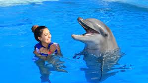 Image result for Dolphin Sub Aqua