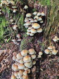 Attēlu rezultāti vaicājumam “Hypholoma sp.”