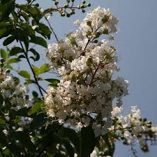 Attēlu rezultāti vaicājumam “Comatricha fragilis stalked”