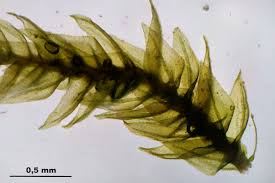 Attēlu rezultāti vaicājumam “Eurhynchiastrum pulchellum”