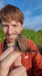 Attēlu rezultāti vaicājumam “Phylloscopus collybita adult”