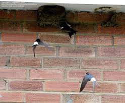 Attēlu rezultāti vaicājumam “Delichon urbicum nest”