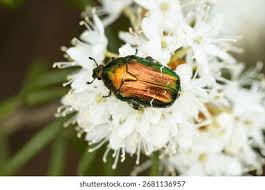 Attēlu rezultāti vaicājumam “Cetonia aurata imago”