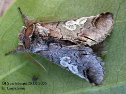 Attēlu rezultāti vaicājumam “Diloba caeruleocephala”