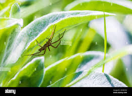 Attēlu rezultāti vaicājumam “Pisaura mirabilis female”