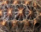 Turtles