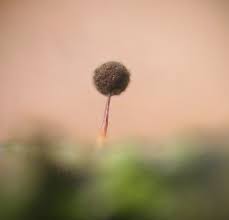 Attēlu rezultāti vaicājumam “Lycogala confusum macro”