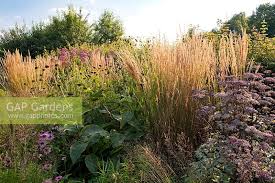 Attēlu rezultāti vaicājumam “Calamagrostis purpurea flower”