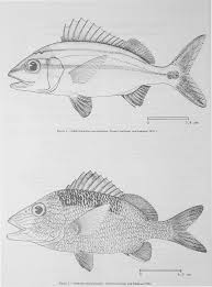 Image result for Haemulon aurolineatum
