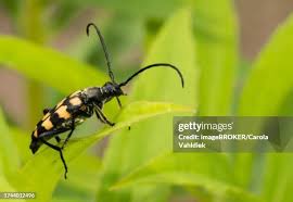 Attēlu rezultāti vaicājumam “Leptura quadrifasciata”