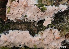 Attēlu rezultāti vaicājumam “Corticium roseum”