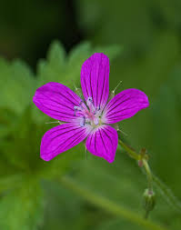 Attēlu rezultāti vaicājumam “Geranium palustre flower”