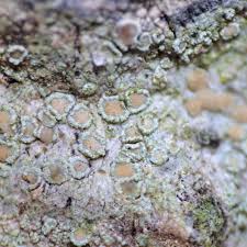 Attēlu rezultāti vaicājumam “Lecanora albella”