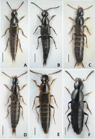 Attēlu rezultāti vaicājumam “Quedius dilatatus”