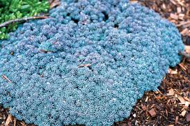 Attēlu rezultāti vaicājumam “Sedum hispanicum”