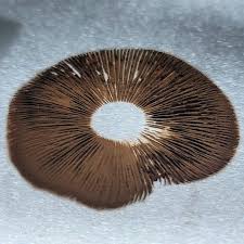 Attēlu rezultāti vaicājumam “Physarum obscurum spores”