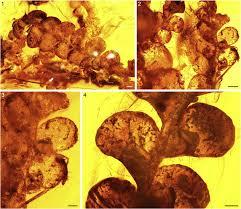 Attēlu rezultāti vaicājumam “Jungermannia sphaerocarpa sporophyte”