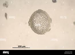 Attēlu rezultāti vaicājumam “Anomodon attenuatus”