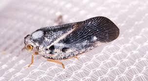 Attēlu rezultāti vaicājumam “Planaphrodes sp.”