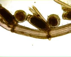 Attēlu rezultāti vaicājumam “Chara polyacantha”