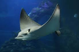 Image result for Aetobatus ocellatus