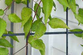 Attēlu rezultāti vaicājumam “Clematis leaf”