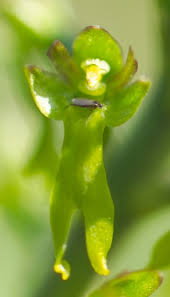 Attēlu rezultāti vaicājumam “Listera ovata bud”