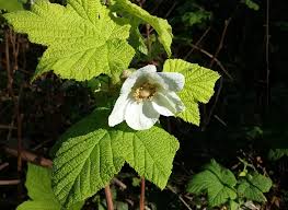 Attēlu rezultāti vaicājumam “Rubus parviflorus leaf”