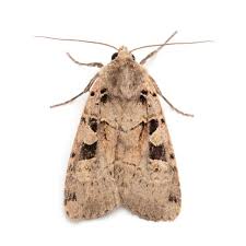 Attēlu rezultāti vaicājumam “Xestia triangulum”