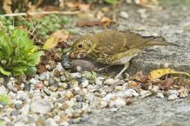 Attēlu rezultāti vaicājumam “Turdus philomelos juvenile”