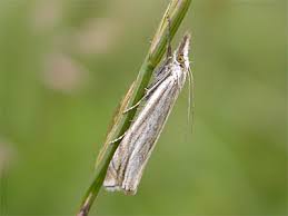 Attēlu rezultāti vaicājumam “Crambus lathoniellus”