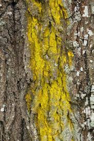 Attēlu rezultāti vaicājumam “Chrysothrix candelaris”