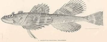 Image result for Myoxocephalus quadricornis