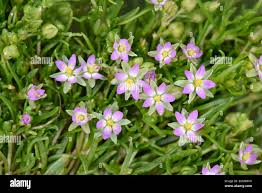 Attēlu rezultāti vaicājumam “Spergularia marina leaf”