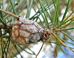 Attēlu rezultāti vaicājumam “Retinia resinella exuvia”